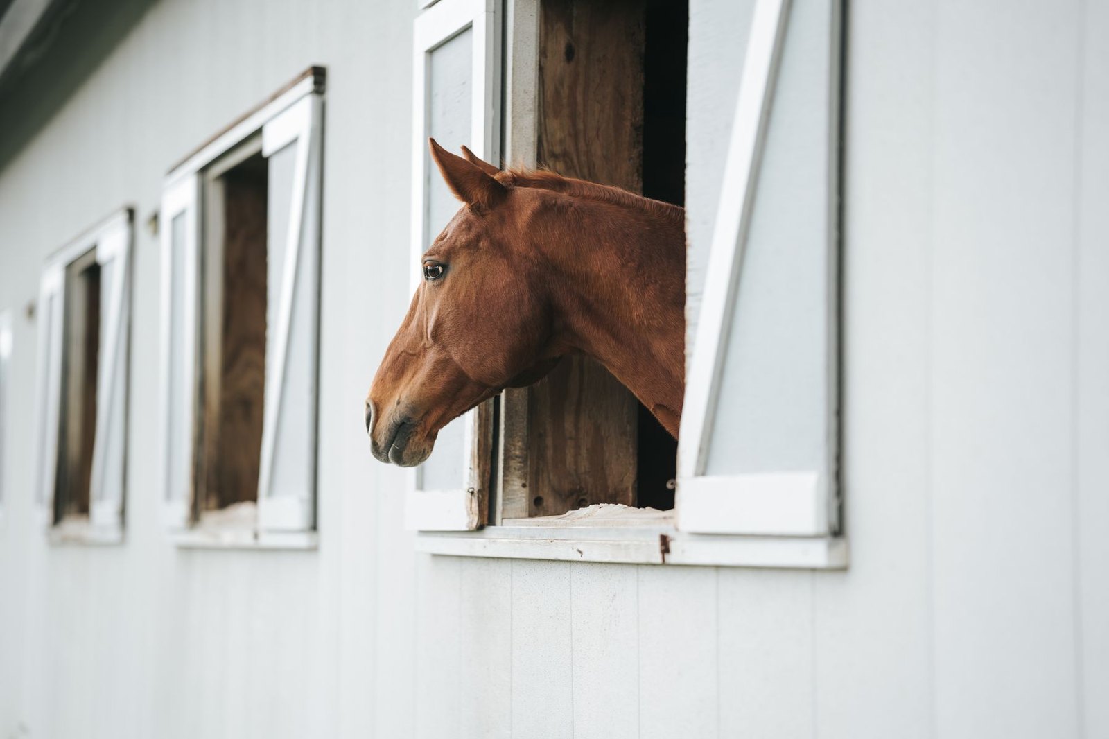 A horse looking out over a stall door